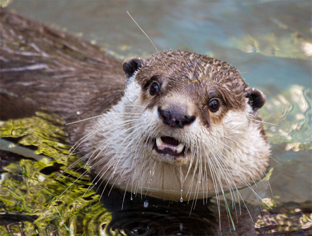 scared-otter